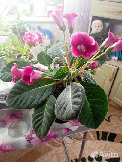 Глоксиния цветущая