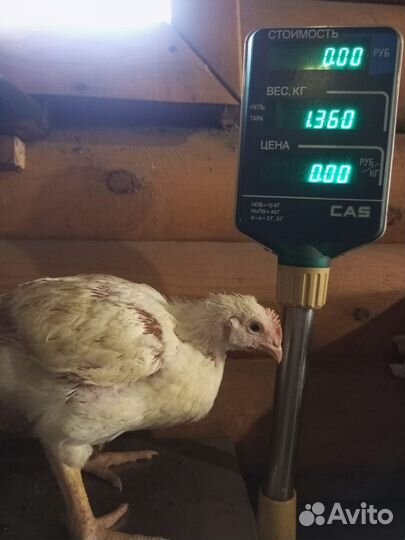 Бройлер 1 месяц крупный на 6-7 июня