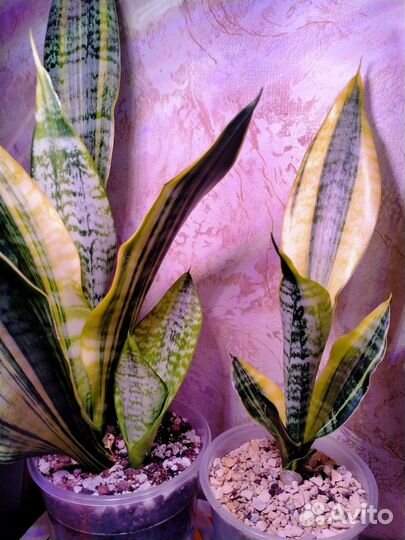 Сортовые сансевиерии Футура Вариегатная