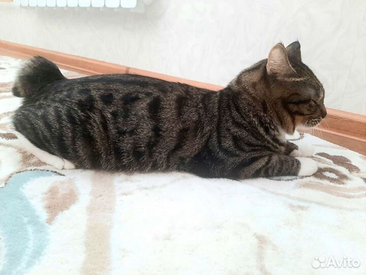 Вязка Курильского Бобтейла