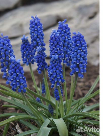 Луковицы мускари