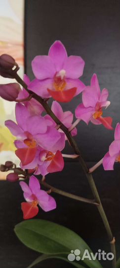 Фаленопсис Азия сорт Liu's triprince pink