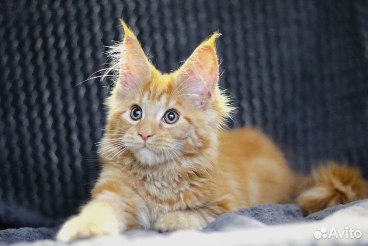 Котята Мейн-Кун кошечка