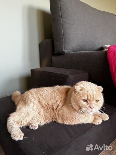 Лесенка для собак