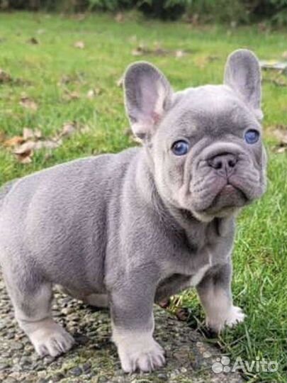 Французский бульдог щенки лиловые