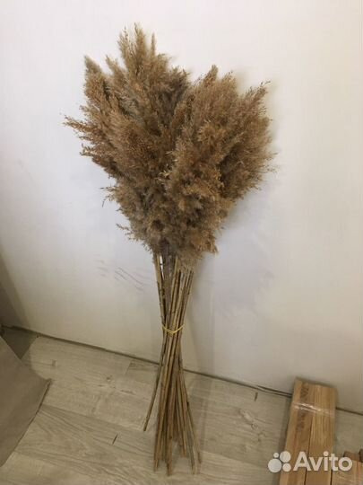 Камыш декоративный оптом по РФ