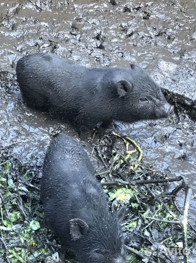 Вьетнамские поросятя