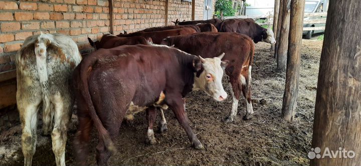 Бычки герефорды