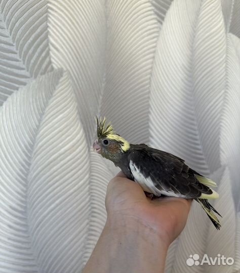 Ручные птенцы кореллы