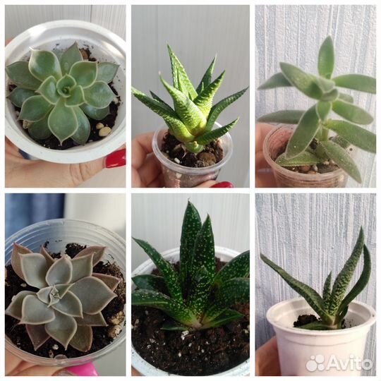 Кактусы и суккуленты