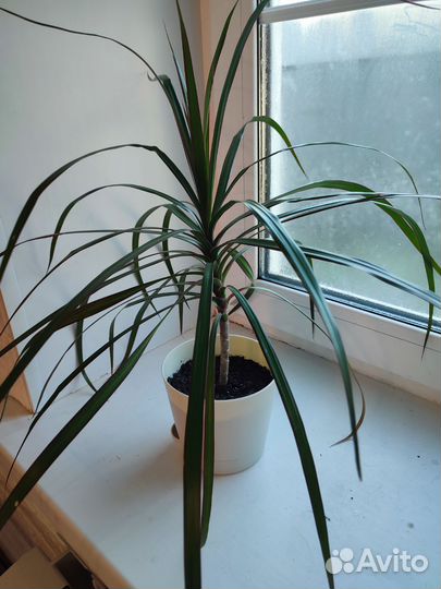 Драцена маргината