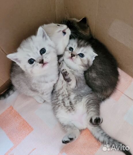 Шотландские котята