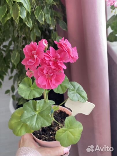 Пеларгония герань сортовая