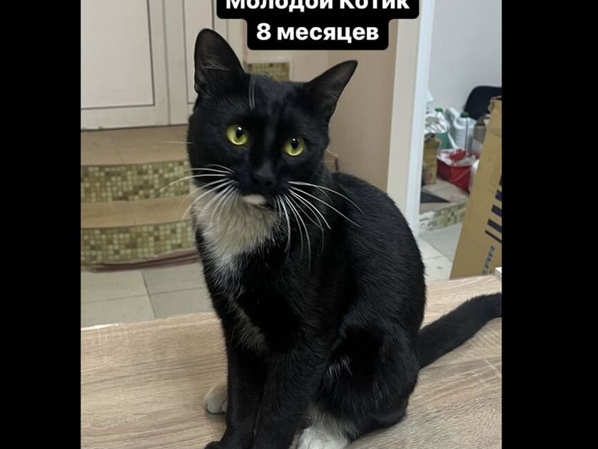 Молодой Котик 8 месяцев