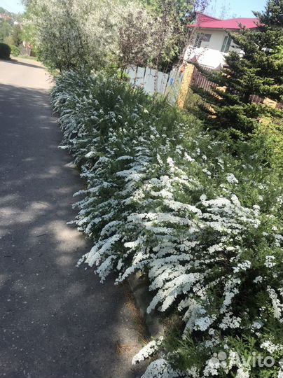 Спиреи,дерены,ива