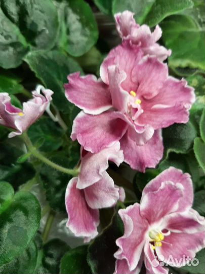 Цветущие фиалки