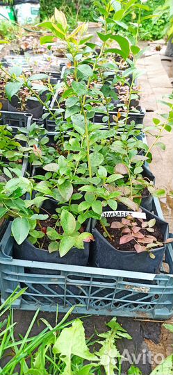 Саженцы плодово-ягодных