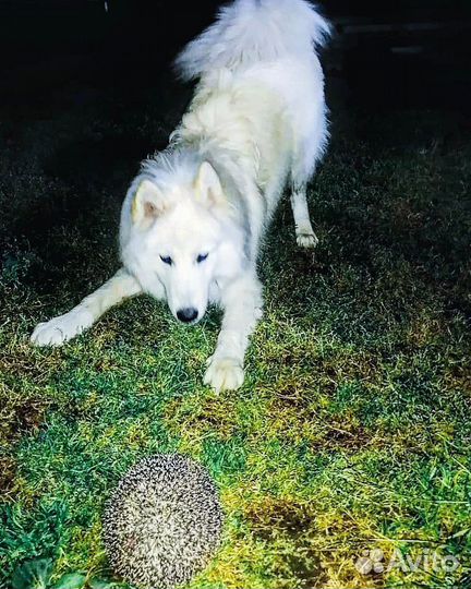 Вязка Самоед