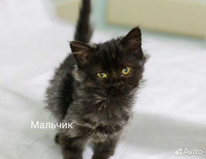 Котята