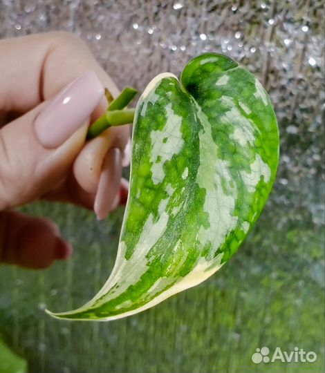 Сциндапсус Майяри