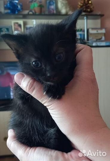 Котёнок