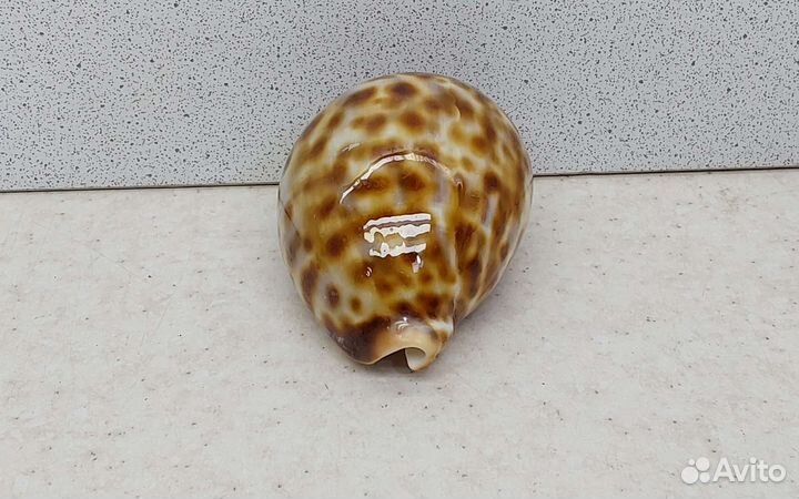 Ципрея Пантерина 6,60 морская ракушка раковина