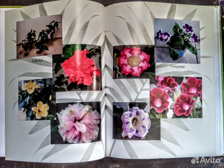 Энциклопедия комнатных растений