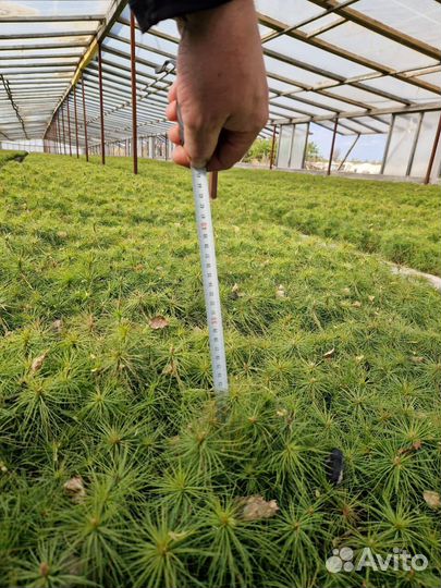 Саженцы ели зкс от производителя