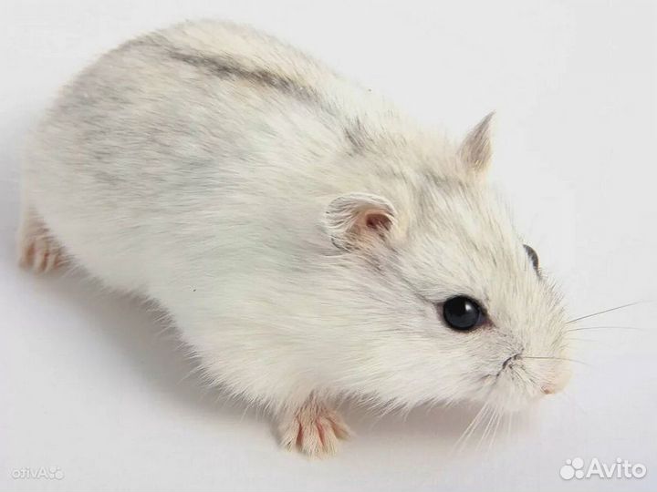 Джунгарские хомячки и цветные мышки