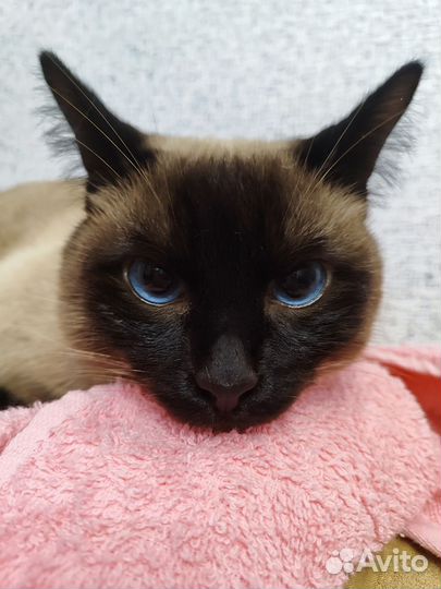 Отдам кота в добрые руки