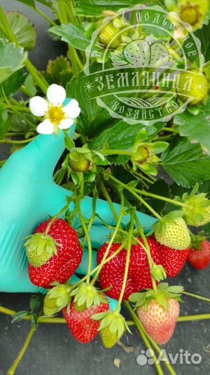 Саженцы клубники элитных сортов