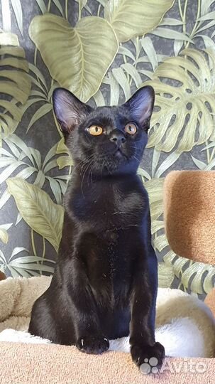 Фантастика в мире кошек - бомбей