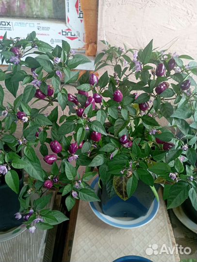 Комнатные растения, перец домашний