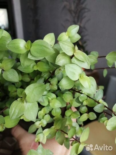 Каллизия голд, бьянка, зеленая