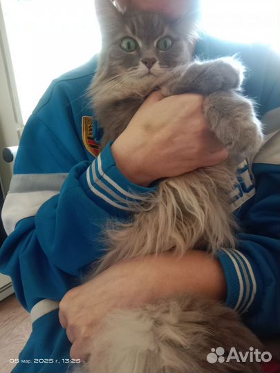 Взрослая кошка от хозяйки в добры руки