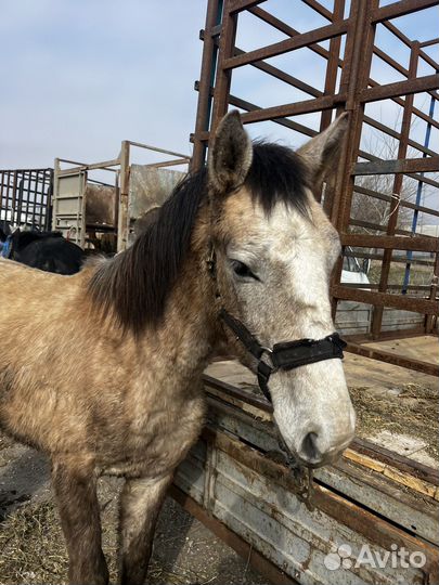 Полукровка