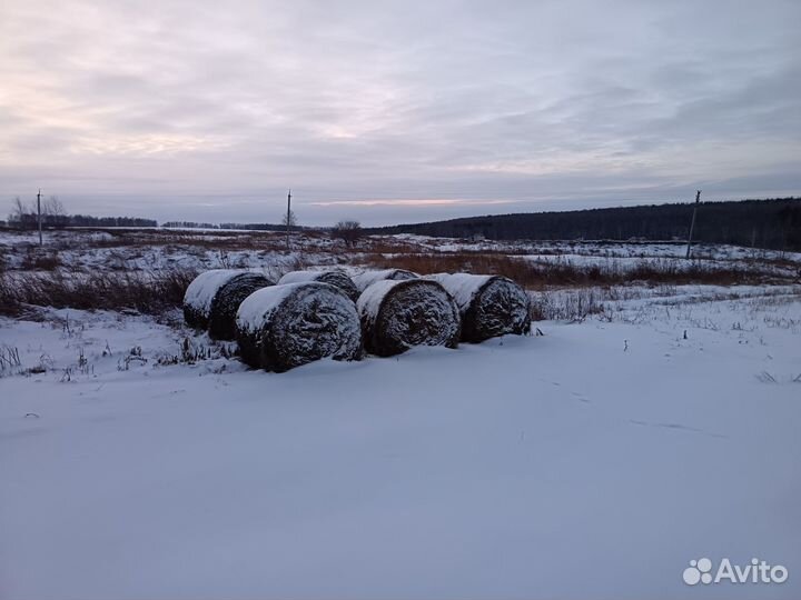 Продам сено в рулонах