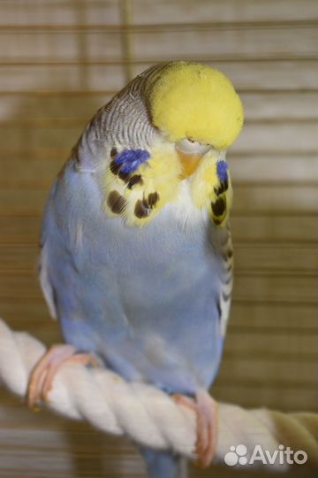 Выставочный волнистый попугай (ввп) Чех