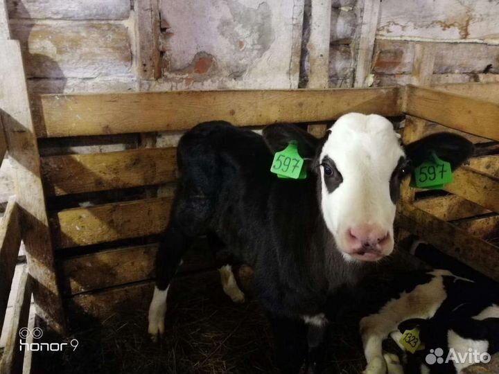 Бычки породистые, Швицы