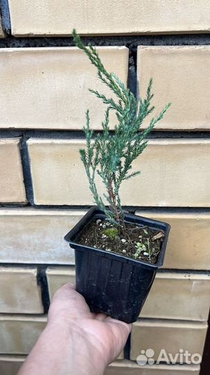 Можжевельник Блю Эрроу