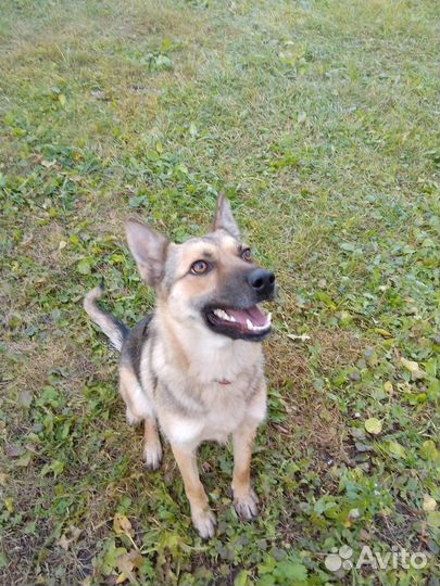 Собаку предели