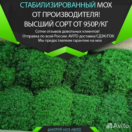 Стабилизированный мох ягель для декора стен