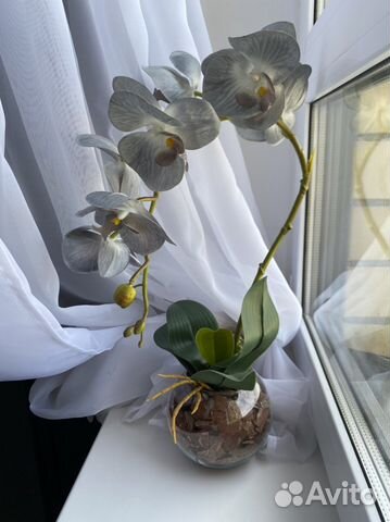 Орхидея декоративная