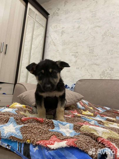 Щенок мальчик