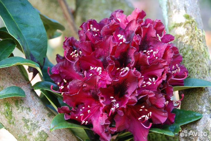 Азалия и Рододендрон, Чубушник Сноубель