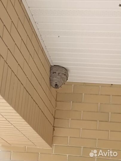 Уничтожение тараканов клопов с гарантией