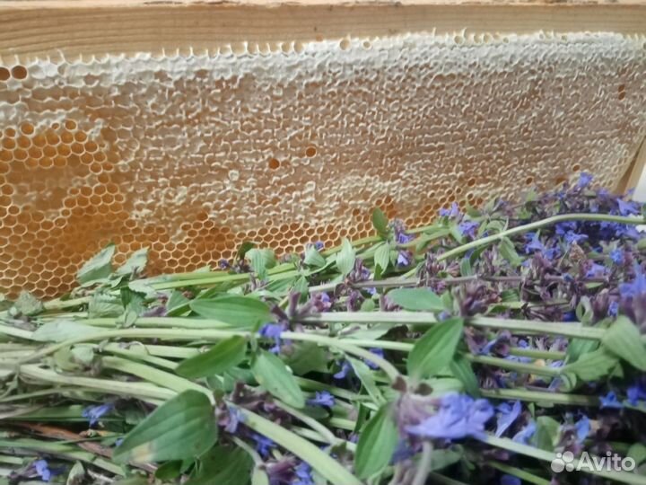 Пчелосемьи на высадку