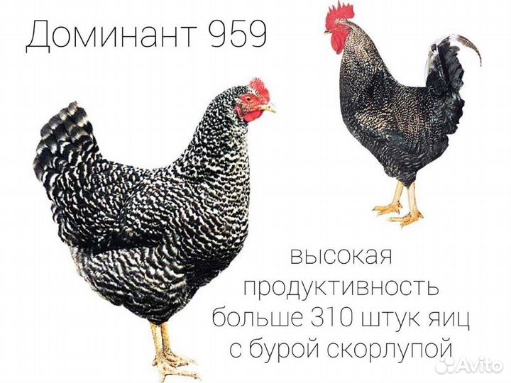 Доминант крапчатый д 959