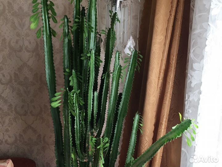 Молочай трехгранный