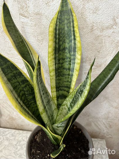 Сансевиерия трехполосная